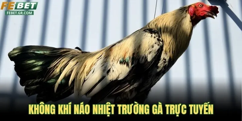 khong-khi-nao-nhiet-tai-truong-ga-truc-tuyen