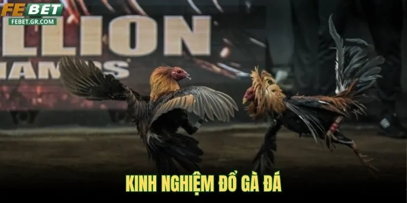 kinh-nghiem-do-ga-da-2