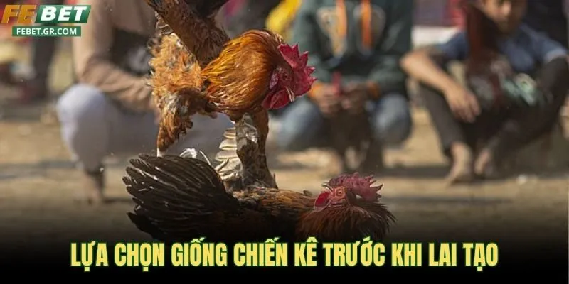 lua-chon-giong-chien-ke-truoc-khi-lai-tao