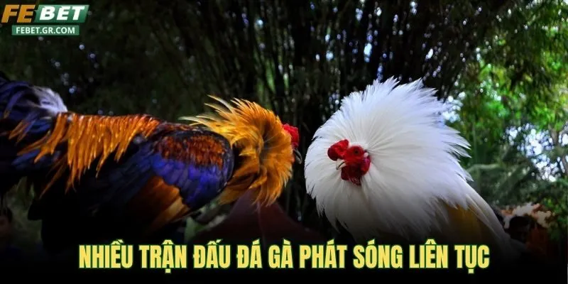 nhieu-tran-dau-da-ga-phat-song-lien-tuc