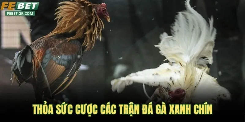 thoa-suc-cuoc-cac-tran-da-ga-xanh-chin