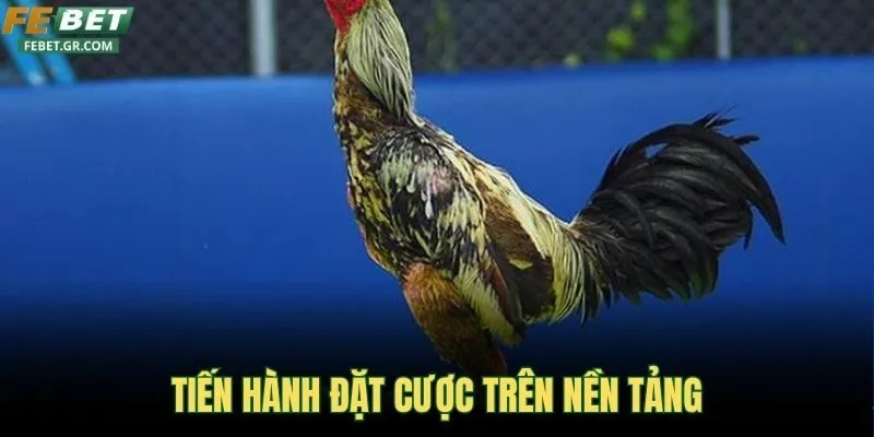 tien-hanh-dat-cuoc-tren-nen-tang