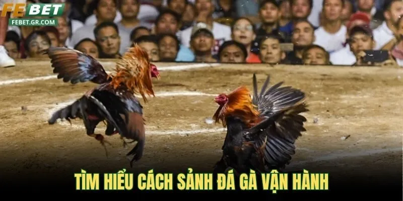 tim-hieu-cach-sanh-da-ga-van-hanh